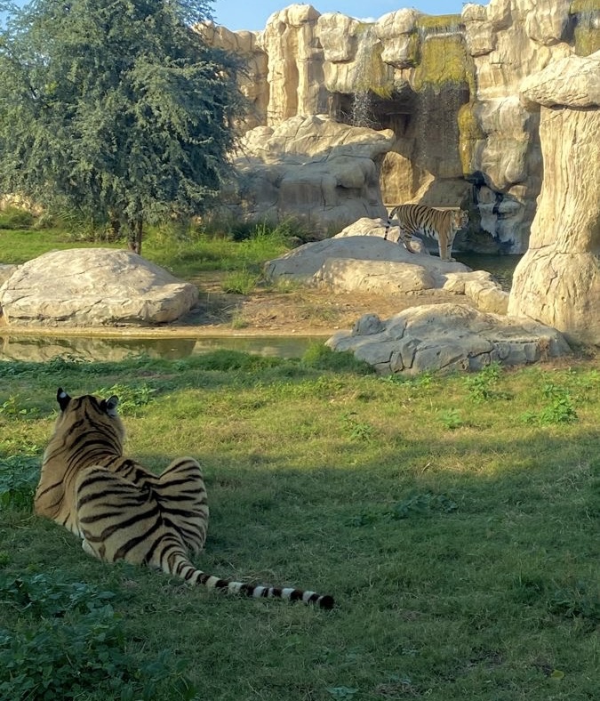 Dubai Safari Park Fast Cars Dubai