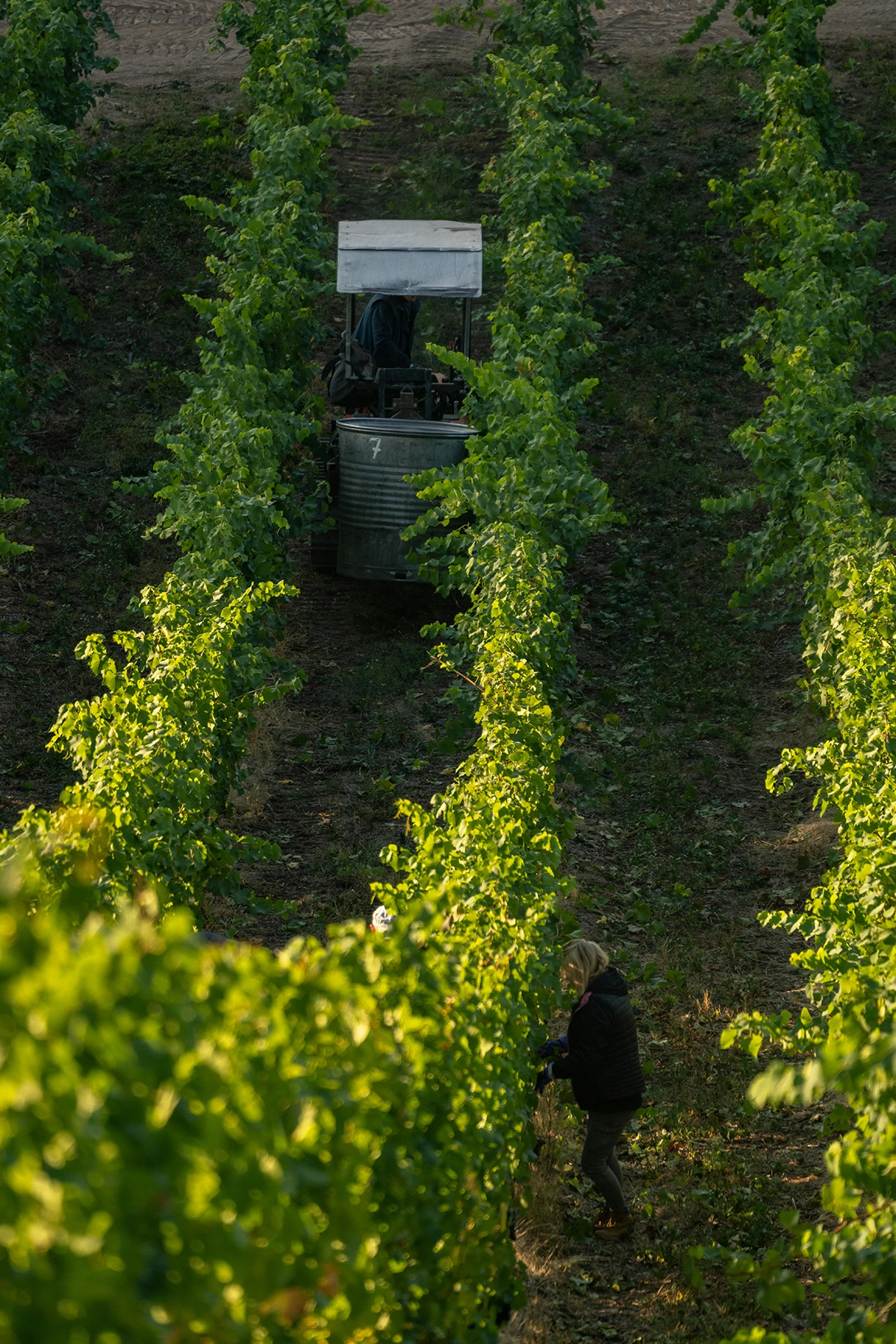 Vue aérienne des rangées de vignes verdoyantes d'un domaine viticole provençal à Saint-Tropez.