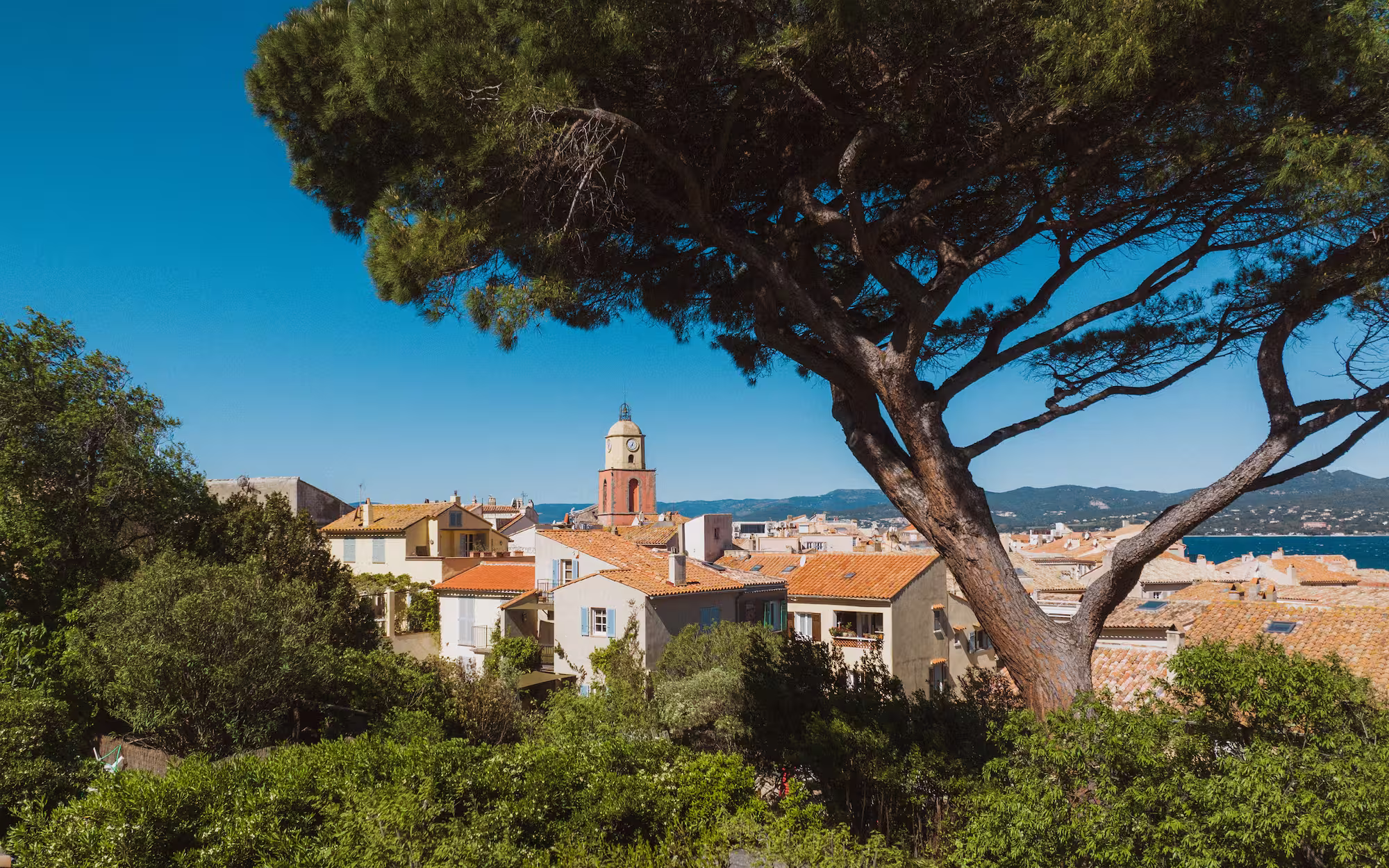 Les toits de tuiles et le clocher de Saint-Tropez vus des hauteurs, derrière un pin parasol